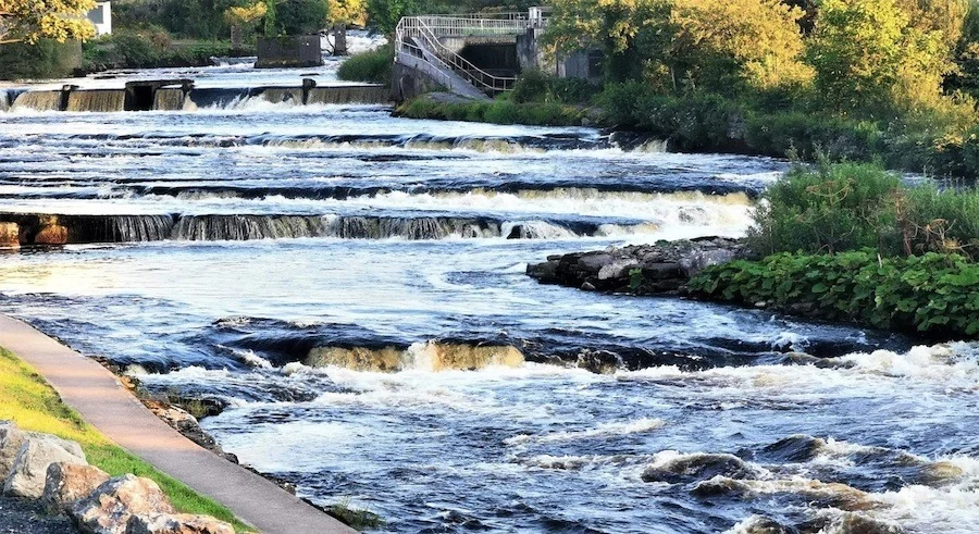 Investigation Launched After 850 Wild Salmon Found Dead in Sligo River