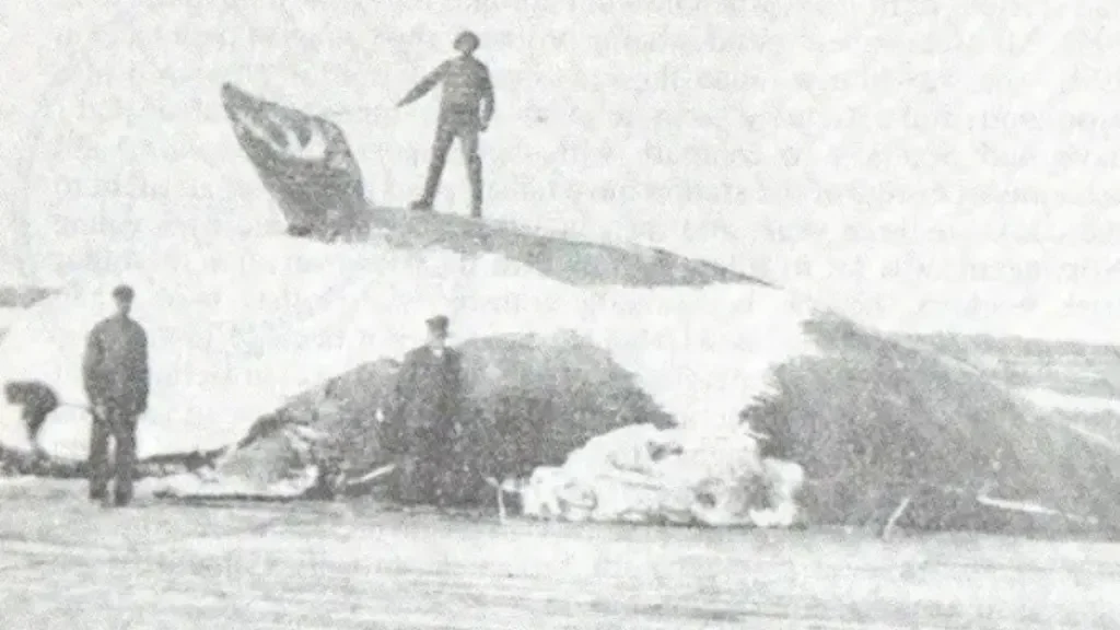 It is believed the whale was last identified in County Mayo, 114 years ago