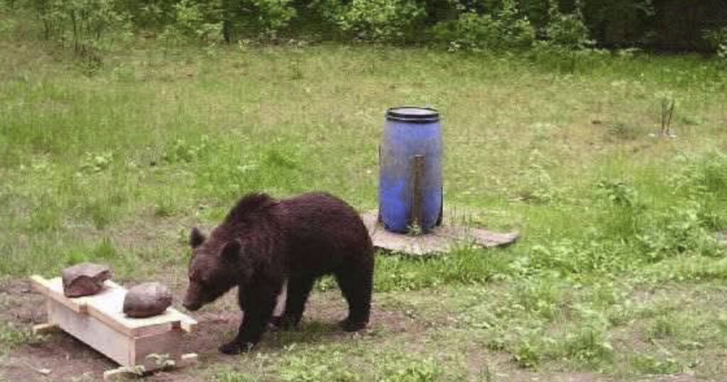 Brown bear enjoys trip to Lithuanian capital before returning to forest