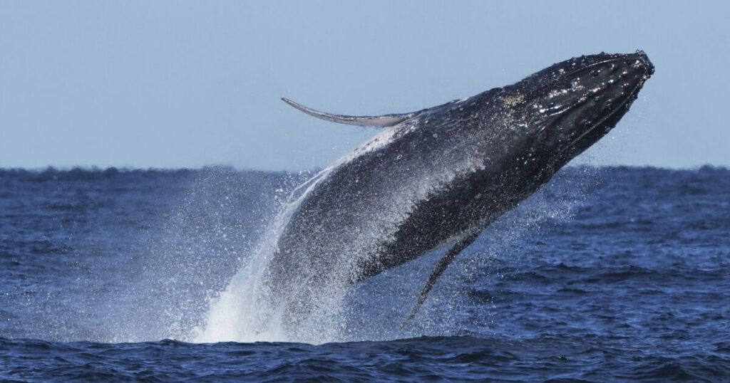 Commuter traffic stops for whales on Australia’s humpback highway