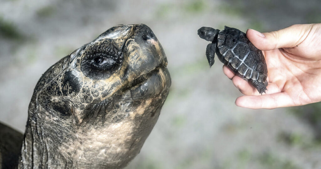 Galapagos tortoise celebrates 135th birthday and first Father’s Day at US zoo