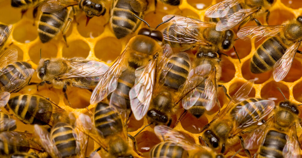 Millions of bees escape after lorry overturns