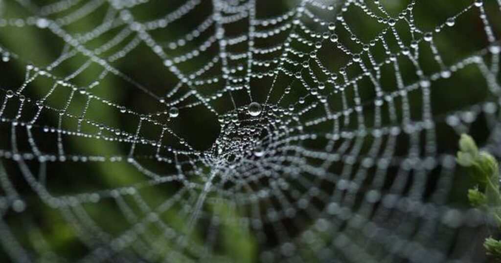 Mixed feelings around Leaving Cert maths but students avoid getting caught in spider web question