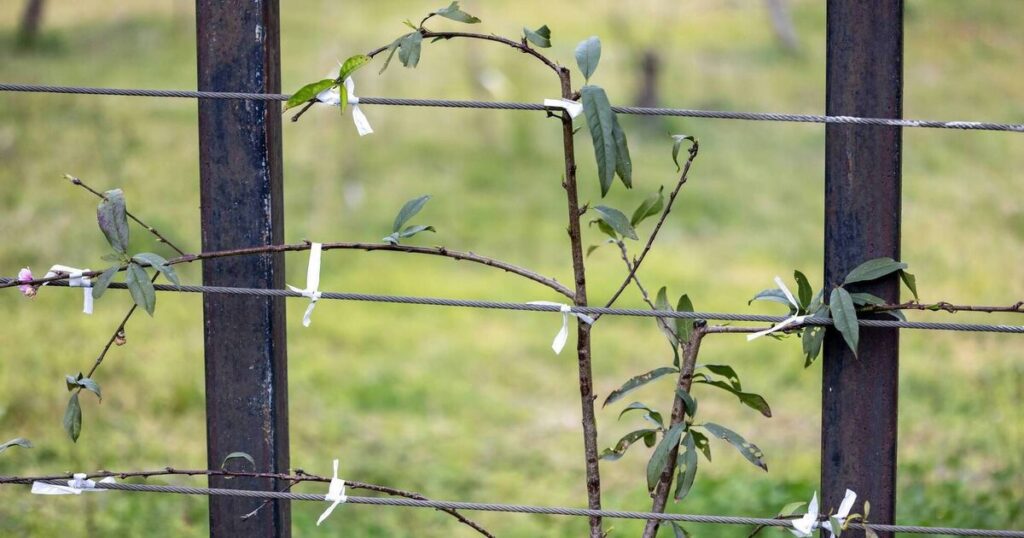 New hedge must be planted before old one removed, farmers told