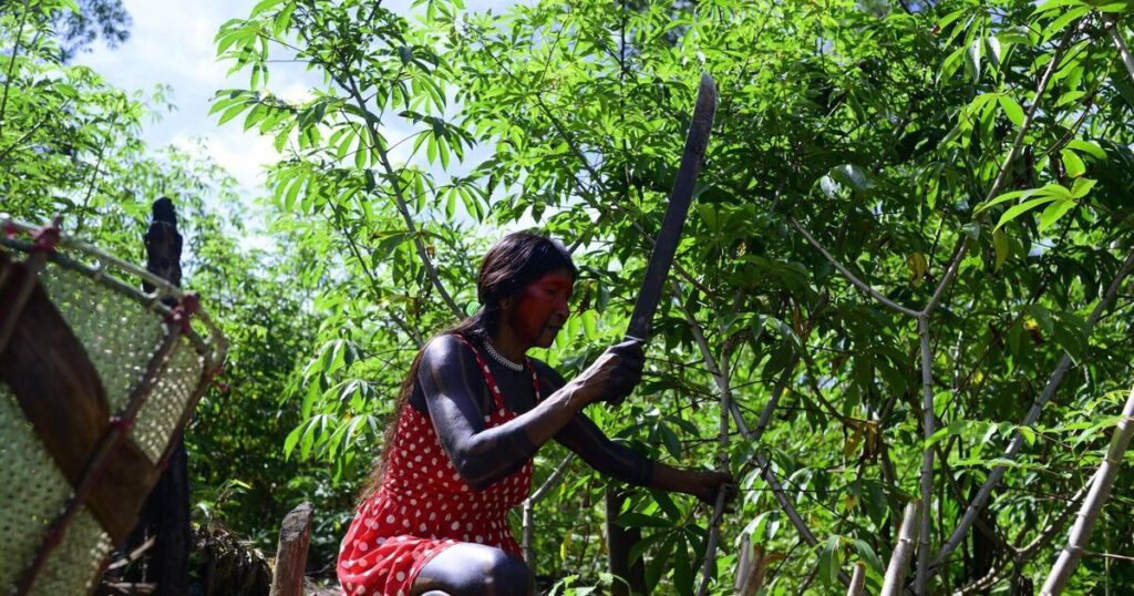 Brazil passes ‘devastation bill’ that drastically weakens environmental law