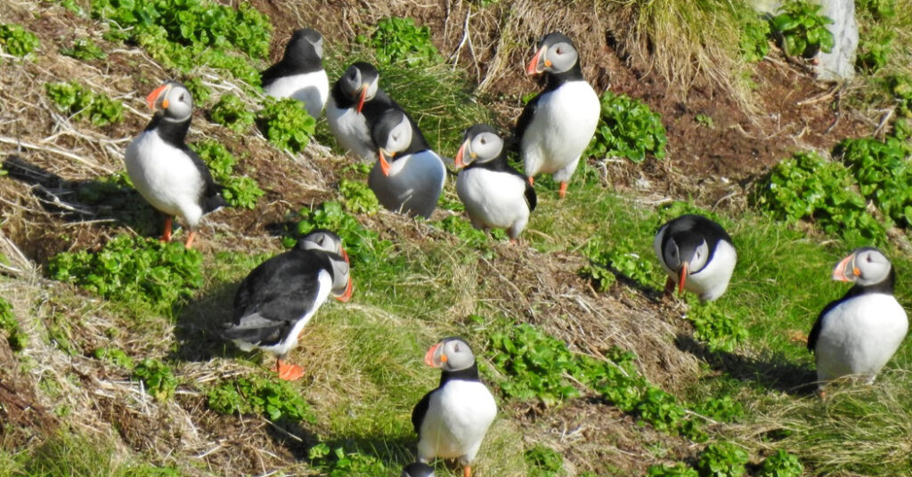 Coming weeks last chance to get a glimpse of Tory Island's puffins this year