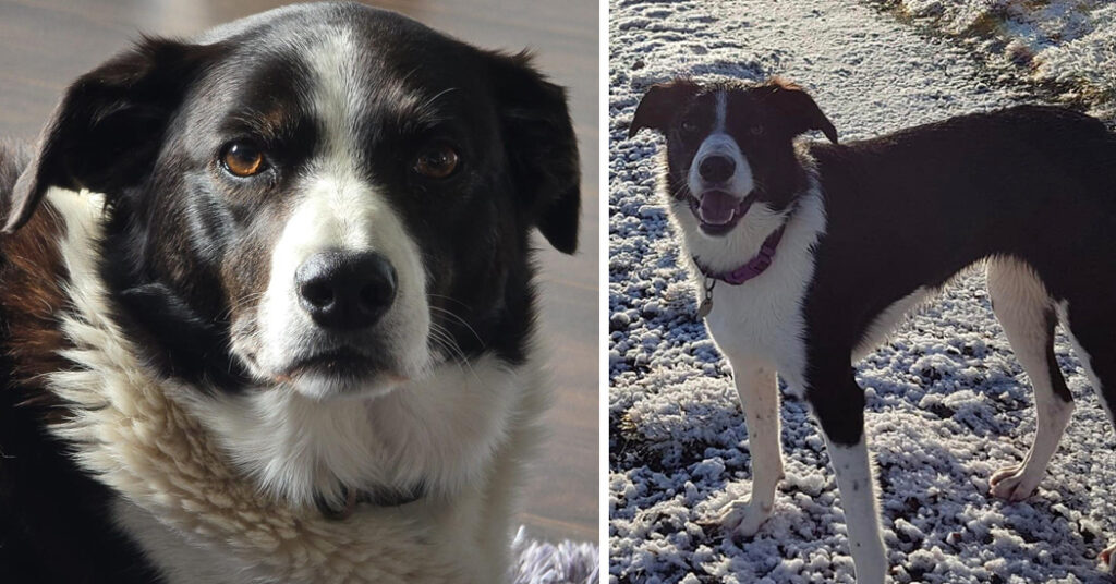 Dog missing from outside Ballybofey - have you seen Betty?