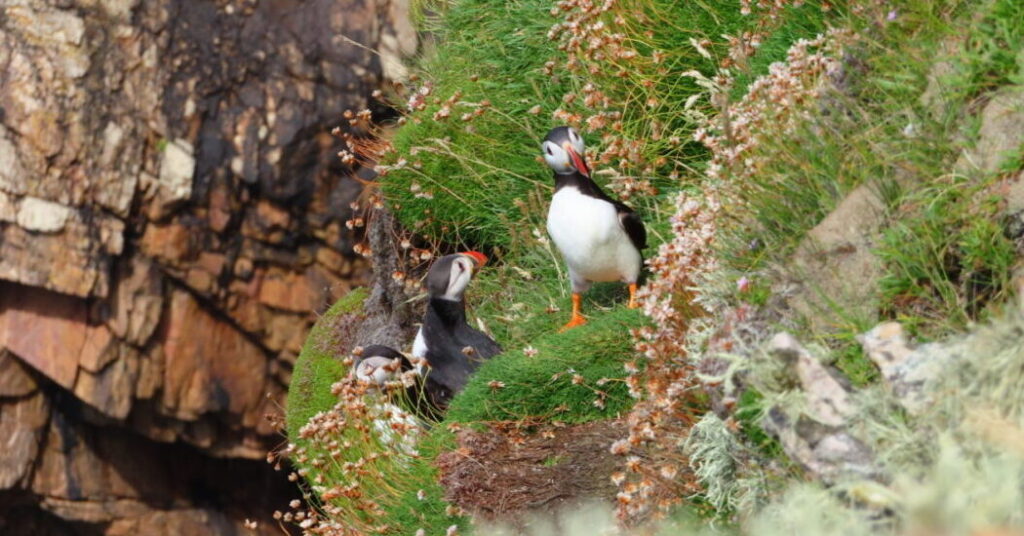 Donegal photographer catches a glimpse of Tory Island's precious puffins!