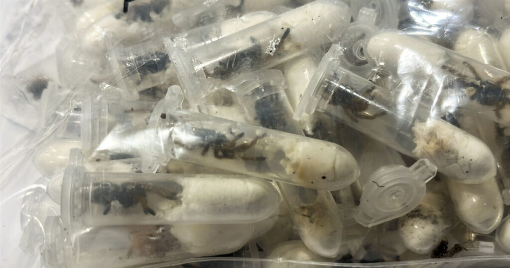 German customs officials find tarantulas hidden in spongecake boxes