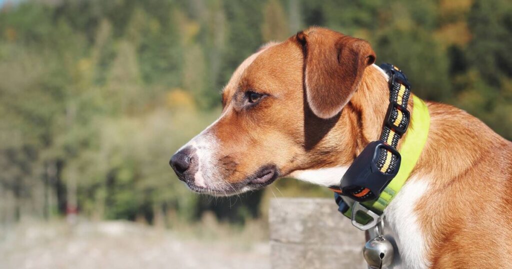 IFA calls for crackdown on unregistered dogs amid rising livestock attacks