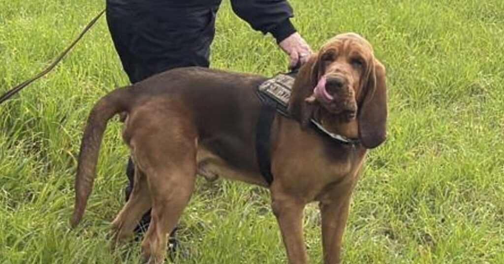 Italy outraged at killing of heroic police dog ‘given food laced with nails’