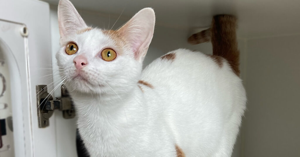 Purrfect time to adopt as kitten season overwhelms ISPCA resources