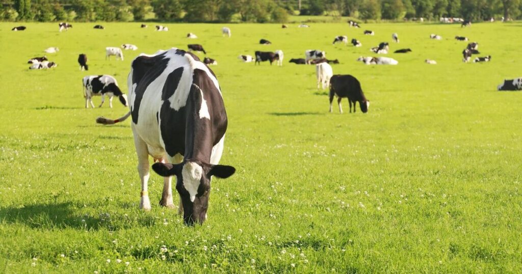 Teagasc Moorepark under ‘TB-related’ restrictions