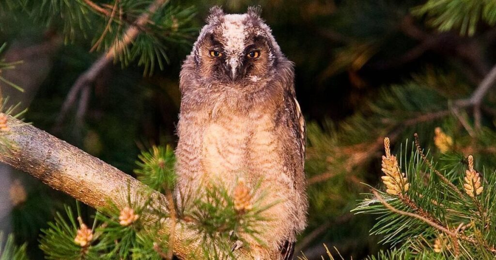 The sounds of long-eared owls