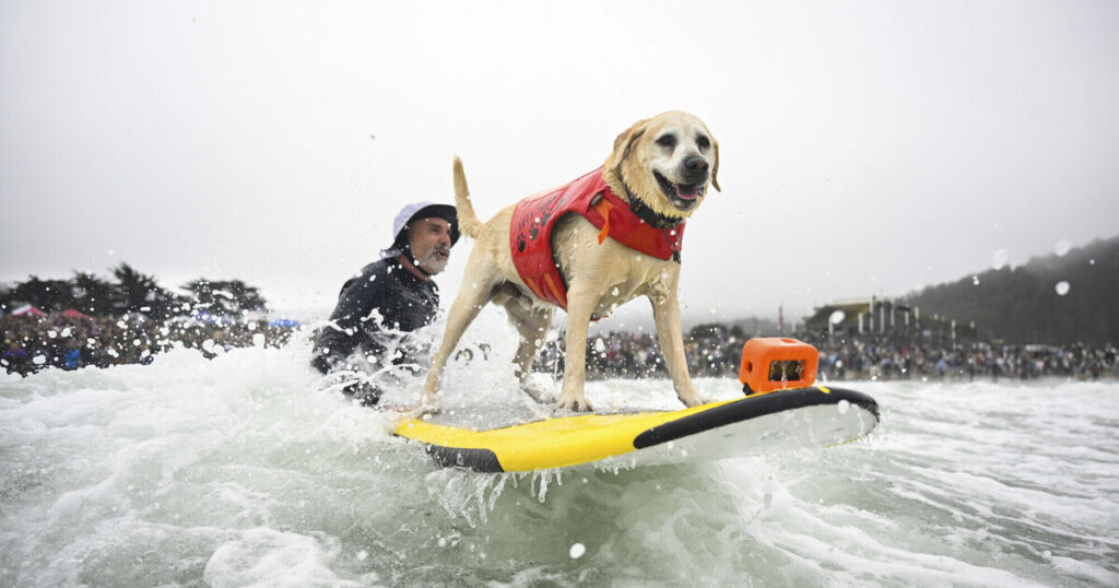 Canines hit the waves as thousands attend surfing competition for dogs